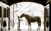 Her Horse: Private Photo Session With the Photographer