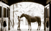 Luxe Pet Photography and Her Horse Limited Edition Package